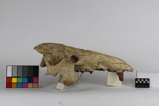 Archaeotherium mortoni