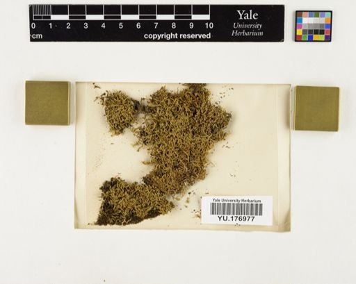 Plantae