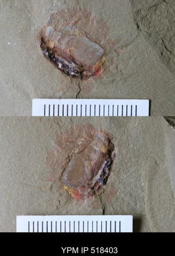Chelicerata