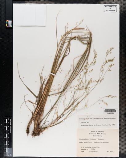 Plantae