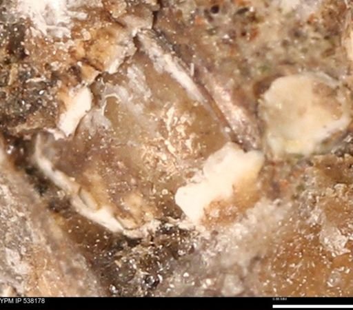 Corbulamella gregaria
