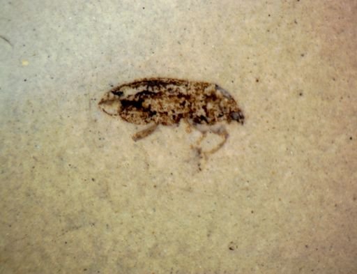 undet. Coleoptera