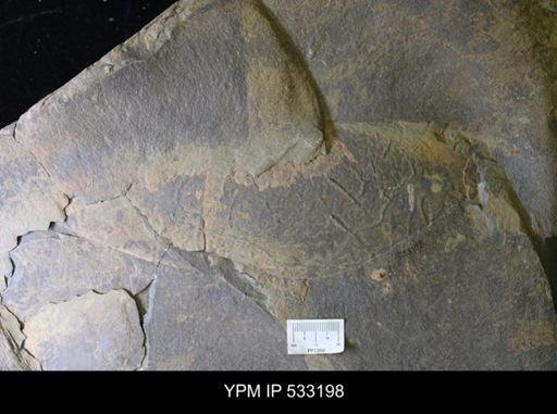 undet. Arthropoda