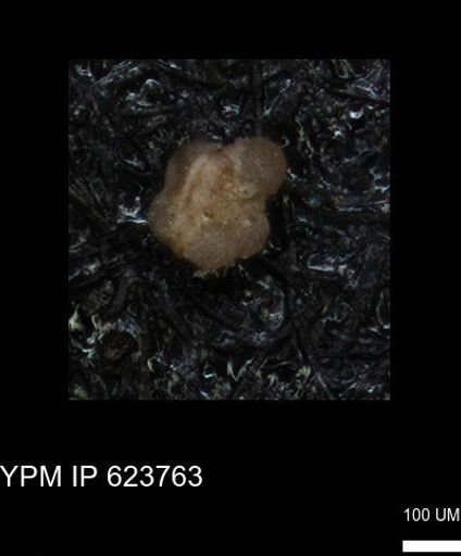 undet. Rugoglobigerinidae