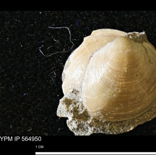 Limopsis striatopunctatus