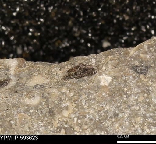 undet. Mollusca