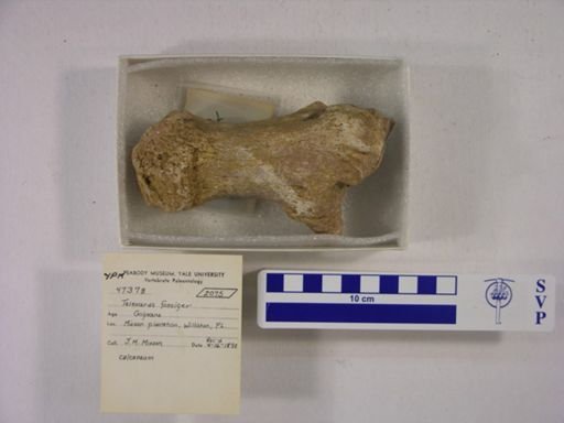 Teleoceras fossiger