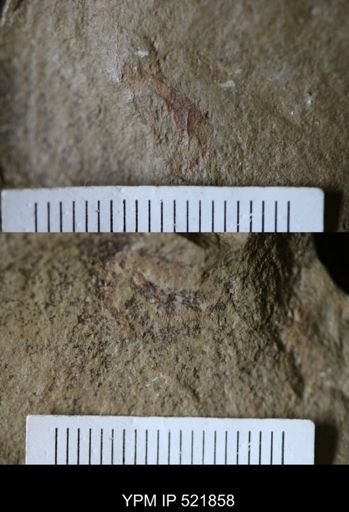 undet. Arthropoda