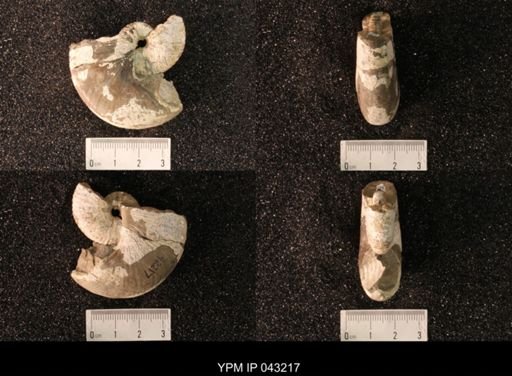 Hoploscaphites nicolletii