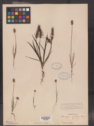 Plantago aristata