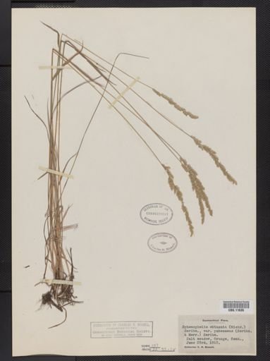 Sphenopholis obtusata