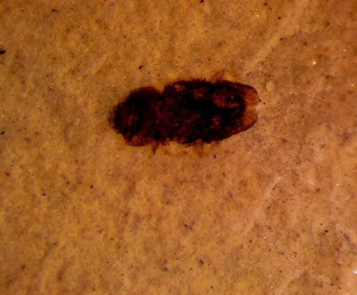 undet. Coleoptera