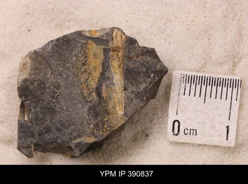 Baculites sp.