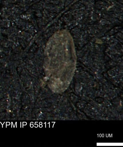 Miliammina sp.