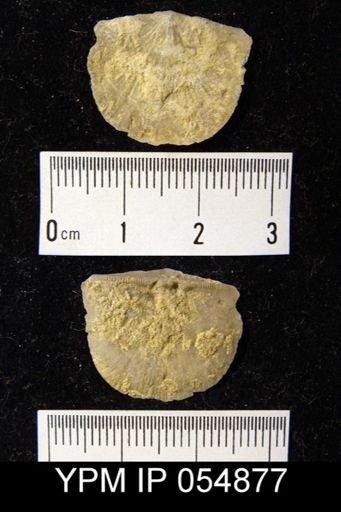 Strophonella reversa