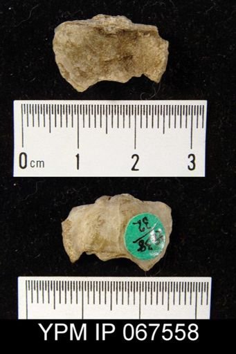 Leptaenisca concava