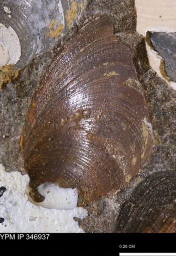 Limopsis striatopunctatus