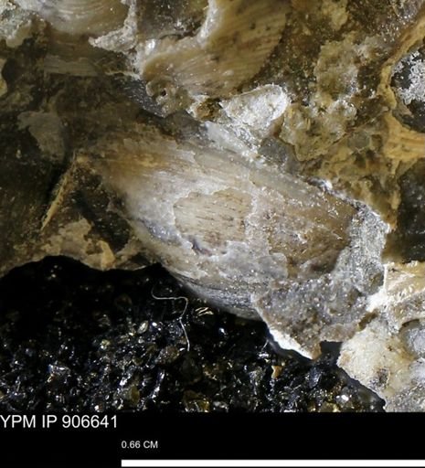 undet. Bivalvia
