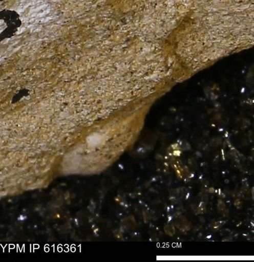 Protocardia subquadrata