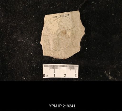undet. Hexapoda