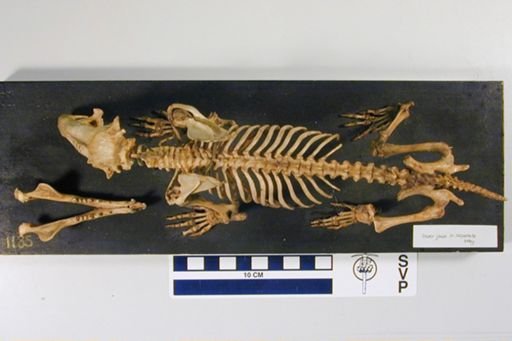 Tenrec ecaudatus