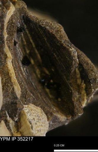 undet. Bivalvia