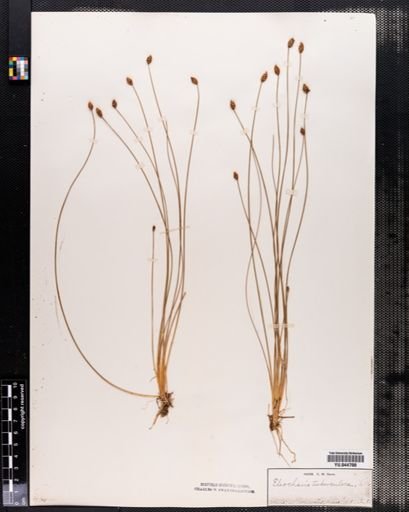 Eleocharis tuberculosa