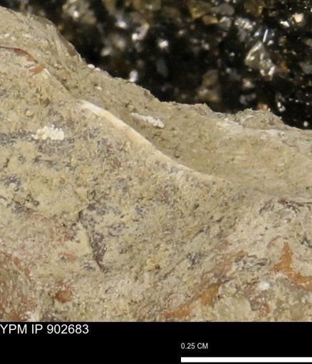 undet. Mollusca