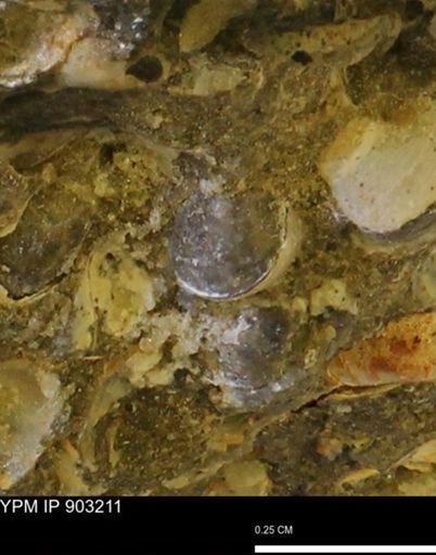 Corbulamella?