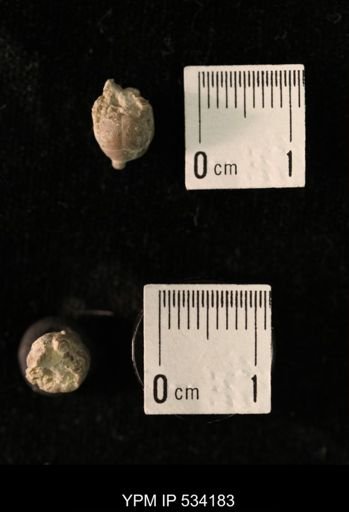 Talarocrinus sp.