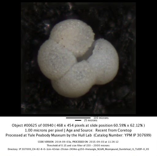 Neogloboquadrina incompta