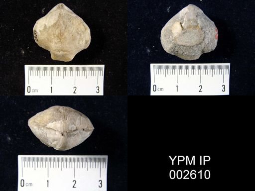 Athyris concentrica