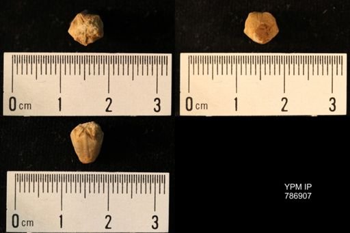 Heteroschisma sp.