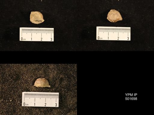 Marginifera splendens