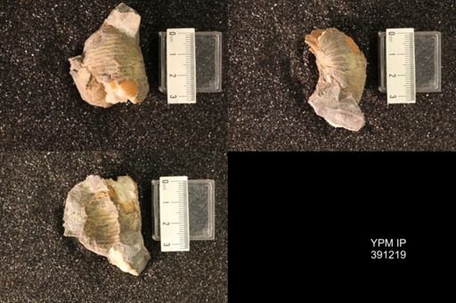 Scaphitidae