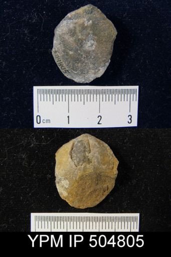 Eurythyris lucerna