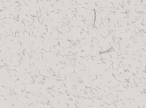 Haliclona cinerea