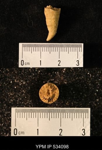 Zaphrentis dentiformis