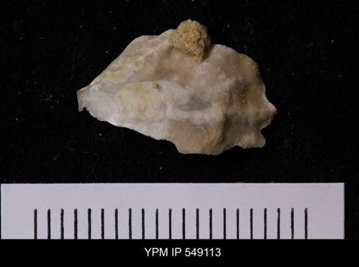 undet. Anomiidae