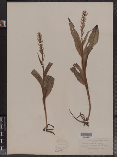 Habenaria