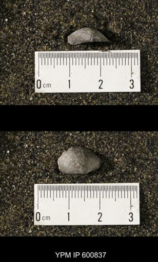 Chonetes scitulus