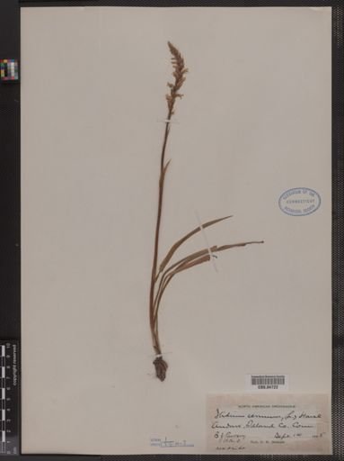 Spiranthes cernua
