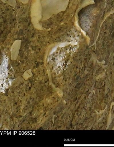 undet. Mollusca