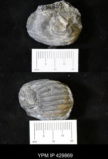Dipleura dekayi
