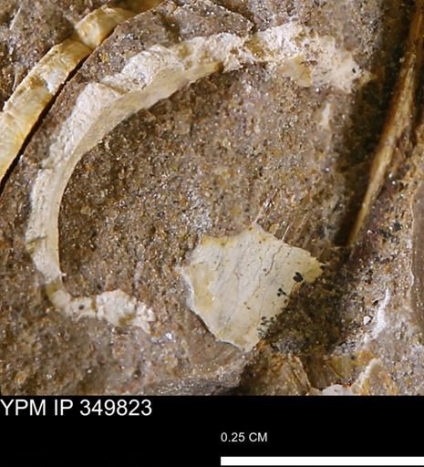 undet. Mollusca