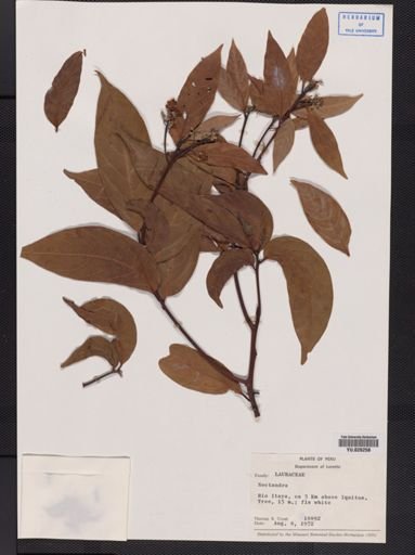 Nectandra