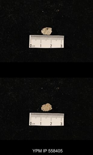 undet. Aulostegoidea