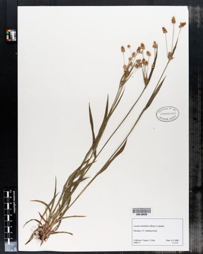 Luzula multiflora