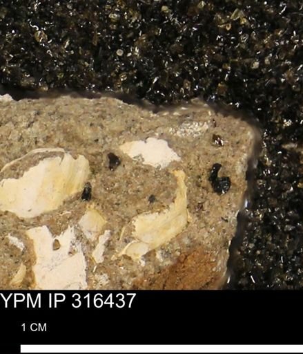 undet. Mollusca
