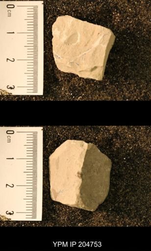 Probnis speciosa